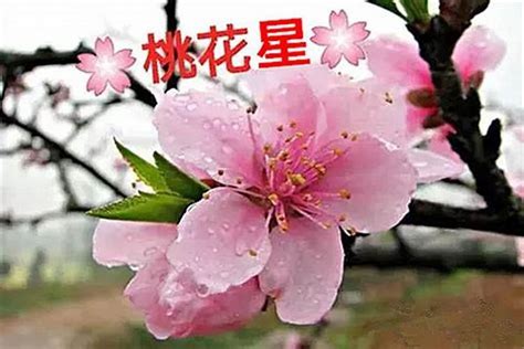 八字如何看桃花|八字中的桃花怎么看？八字桃花类型有哪些？